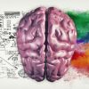 Neuropsicologia › Conheça as principais funções cognitivas humana